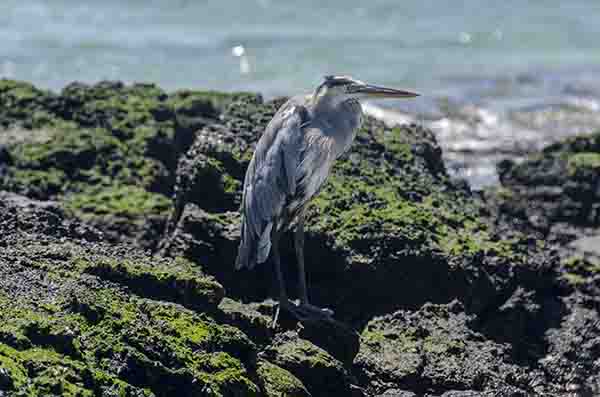 Garza Azul - isla Seymour Norte - islas Galápagos - Ecuador.jpg